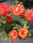 Preview: Rosa Piccadilly